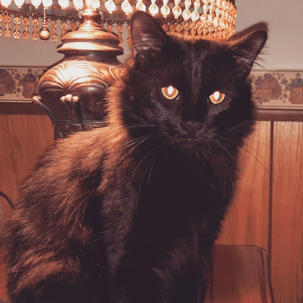 Meet your Posher, Jo